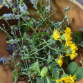 Botanical Charm - Mugwort